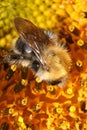 Bumble-bee gathering nectar on sunflower Ã¢â¬â macro Royalty Free Stock Photo